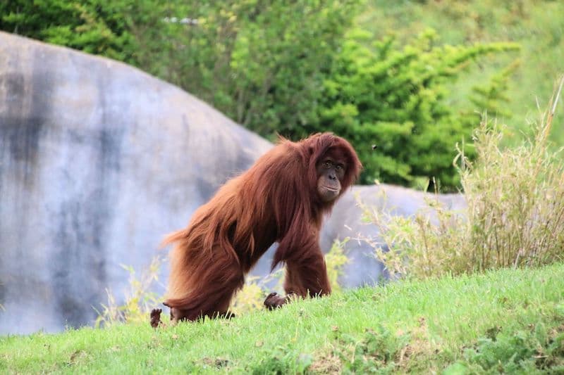 An orangutan chilling in an open grass field with some shrubs and bushes